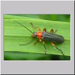 Cantharis pellucida - Weichkkaefer 01.jpg